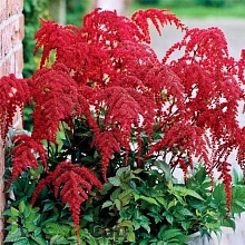 Астильба Арендса 'Ред Шарм' (красная)