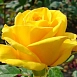 Роза 'Керио' (чайно-гибридная) (желтая)