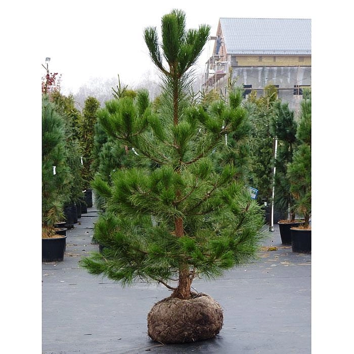 Сосна Черная (Pinus nigra)