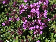 Тимьян ранний 'Кокцинеус'