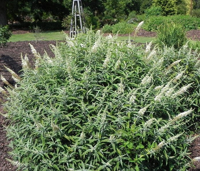 Буддлея Давида 'Уайт Болл'