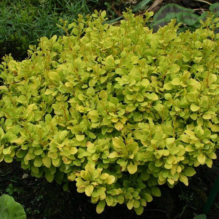 Барбарис Тунберга 'Тини Голд'