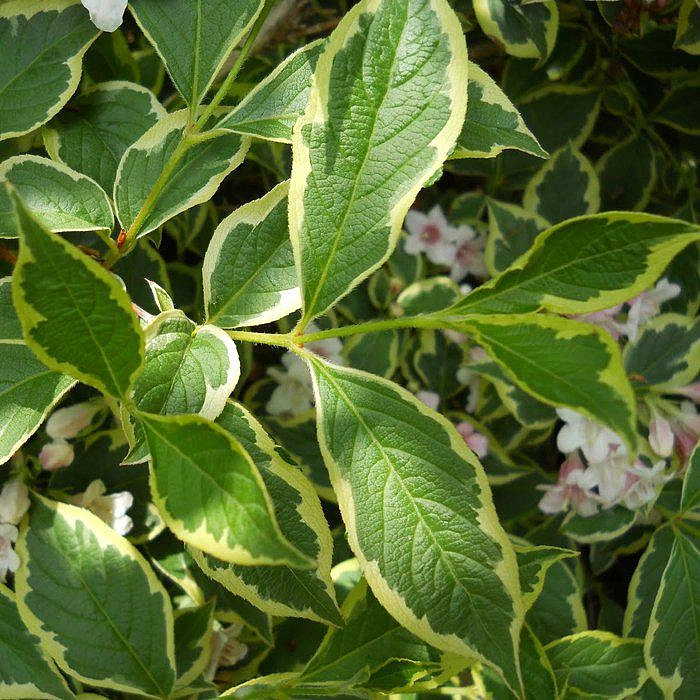 Вейгела пестролистная (Weigela variegata)