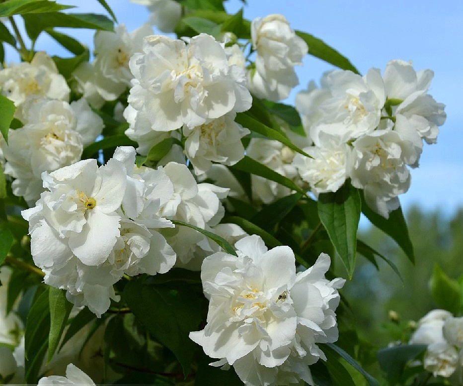 Чубушник 'Эльбрус'