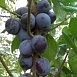 Слива 'Тульская черная'