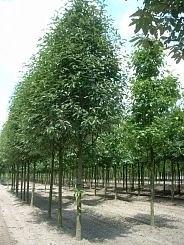 Рябина тюрингская 'Фастигиата' Рябина тюрингская 'Фастигиата'