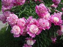 Пион молочноцветковый 'Кора Стабс' (розовый с белым)