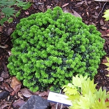 Пихта корейская 'Цис'