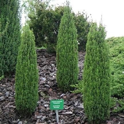 Можжевельник обыкновенный 'Компресса'