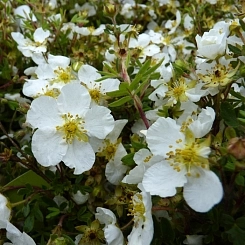 Лапчатка кустарниковая 'Абботсвуд'