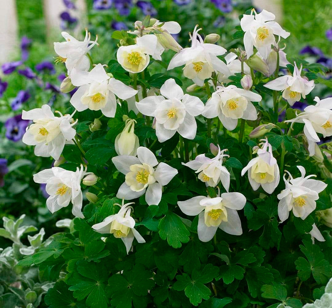 Аквилегия гибридная (водосбор) 'Спринг Меджик Уайт'