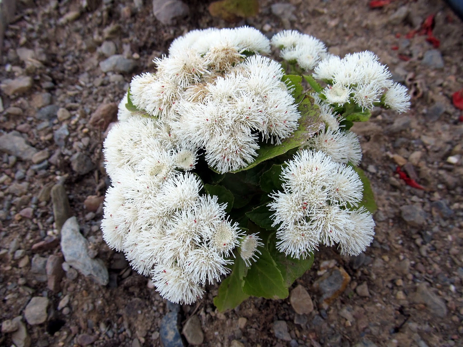 Агератум Хоустона 'Алоха Уайт' (белый)