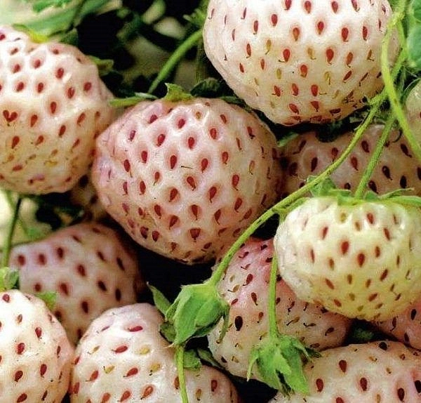 Земляника (клубника) 'Анабланка'