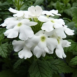 Вербена гибридная Кварц Ред виз Ай (Quartz Red with Eye)