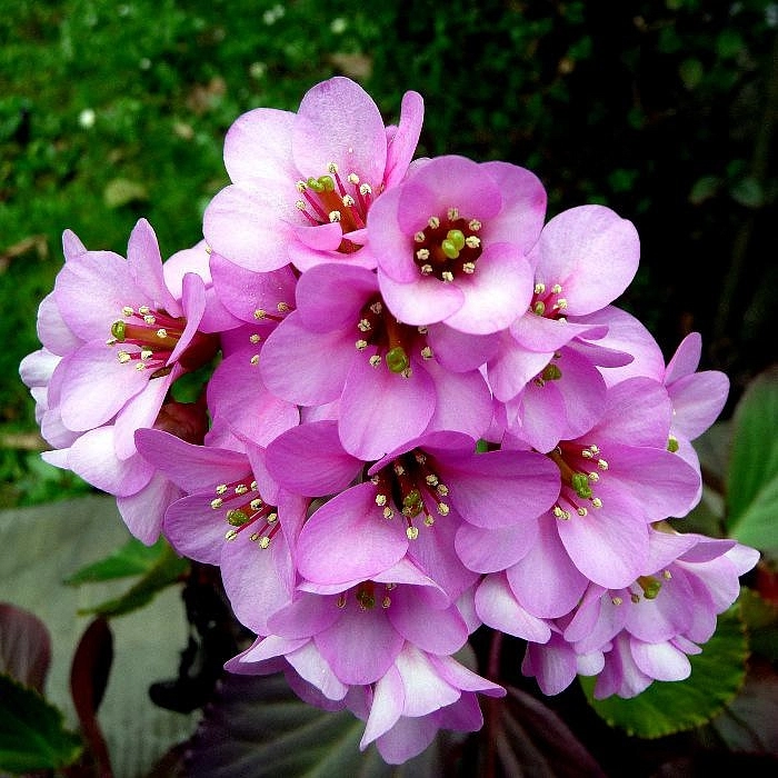 Бадан сердцелистный