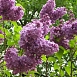 Сирень обыкновенная 'Баардс' (лилово - голубая)