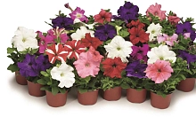 Петуния гибридная (cурфиния, ампельная)		