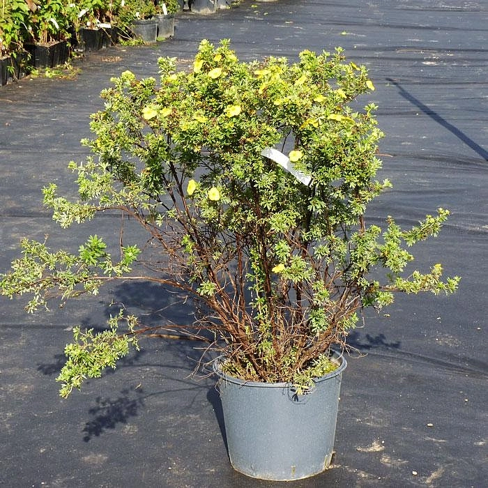 Лапчатка кустарниковая 'Голд Теппич'