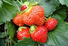 Земляника (клубника) 'Мара'