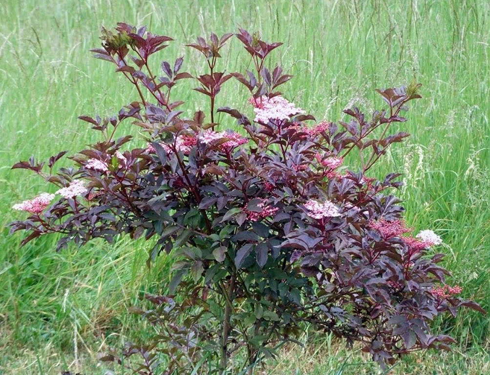 Бузина черная 'Тундерклоуд'