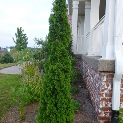 Туя западная 'Дегрот Спаер'
