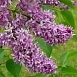 Сирень обыкновенная 'Мадам Энтони Бюхнер' (фиолетовая)