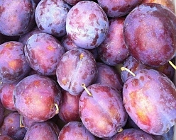 Слива 'Президент' Слива 'Президент'