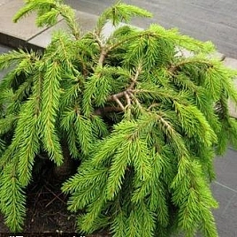 Ель обыкновенная Форманек ( Formanek)