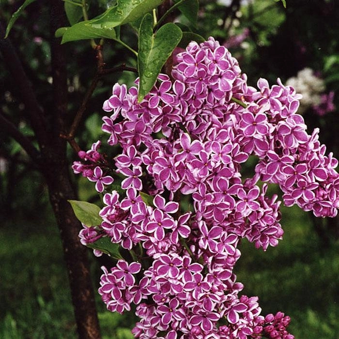 Сирень обыкновенная 'Сенсация' (фиолетово - белая)