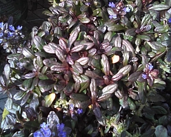 Живучка ползучая 'Шоколад Чип'