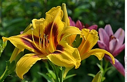 Лилейник гибридный 'Бонанза'