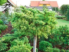 Лиственница европейская 'Литтл Богл'