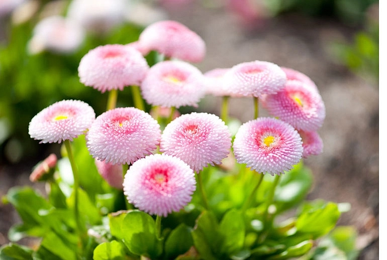 Семена Маргаритка 