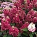 Гортензия метельчатая 'Мэджикал Везувио'