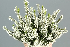 Вереск обыкновенный 'Мадонна'