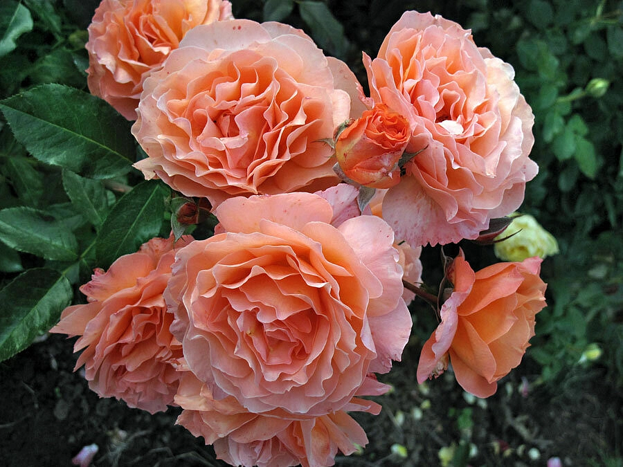 Роза 'Бельведер' (шраб) (кораллово-розовая)