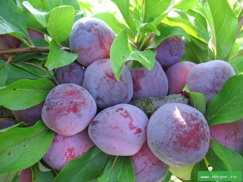 Слива китайская 'Орловский сувенир'