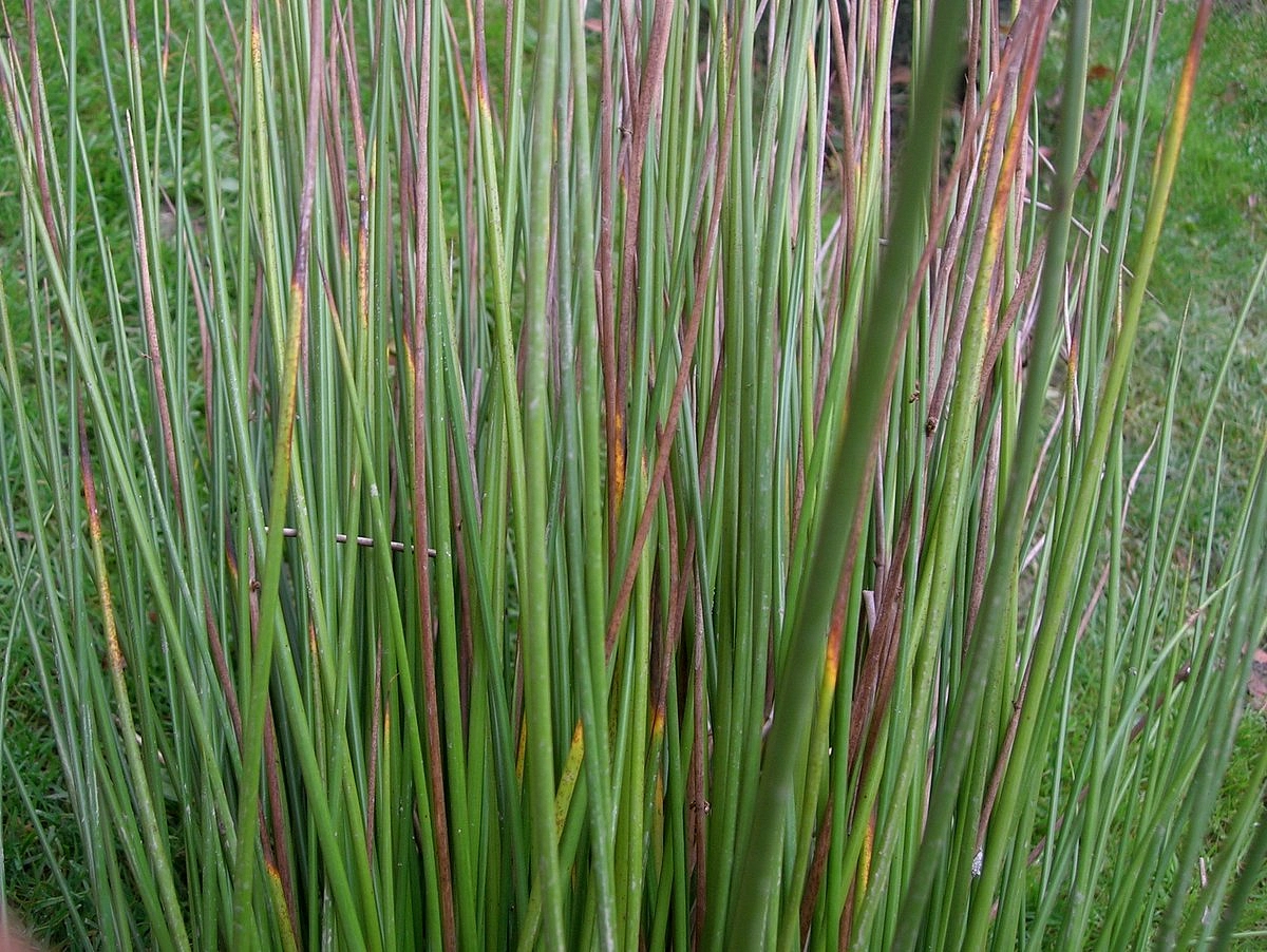 Семена Ситник