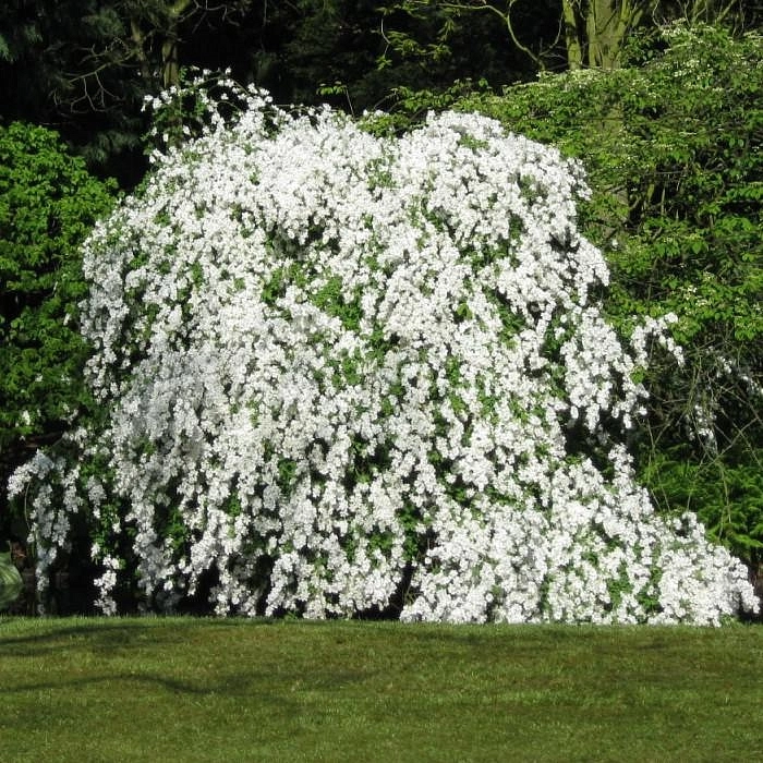 Экзохорда крупноцветковая 'Брайд'