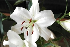 Лилия 'Каса Бланка' (белая)