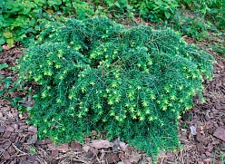 Тсуга канадская 'Нана'