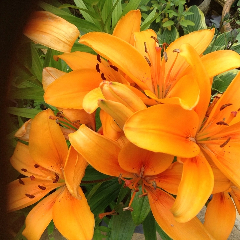 Лилия 'Оранж Пикси' (оранжевая)