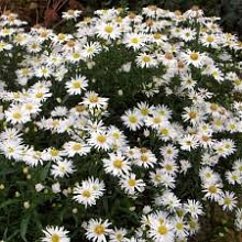 Астра кустовая 'Кристина'