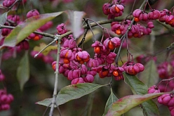 Бересклет пробковый