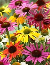 Эхинацея гибридная 'Чеен Спирит микс'