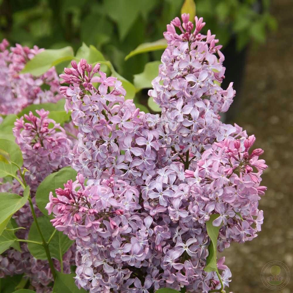 Сирень обыкновенная 'Принцесса Стурдза' (пурпурно-фиолетовые)