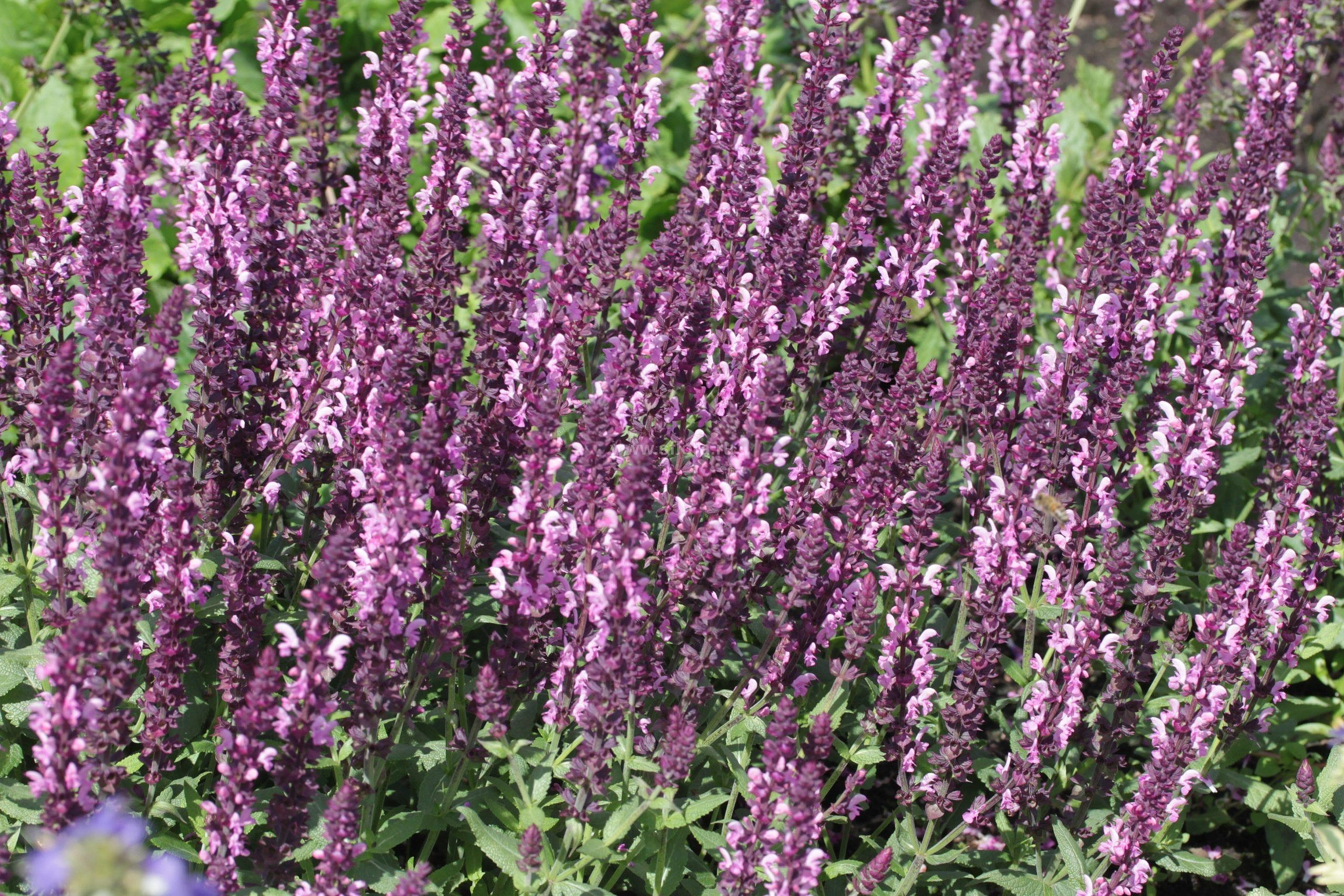 Сальвия дубравная (Шалфей) 'Лирикал Роуз'