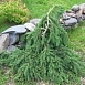 Ель обыкновенная Форманек ( Formanek) Ель обыкновенная Форманек ( Formanek)