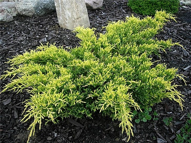 Можжевельник средний 'Голдкиссен'