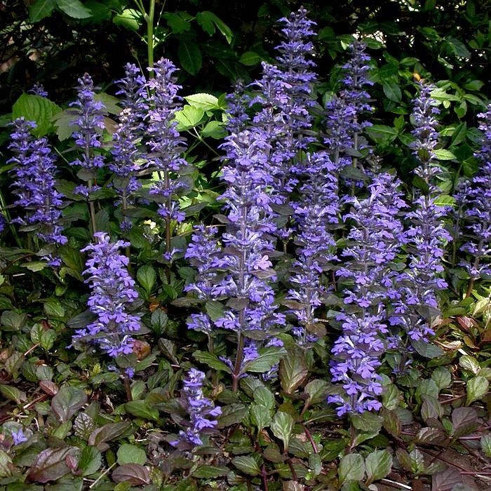 Живучка (аюга) пурпурная